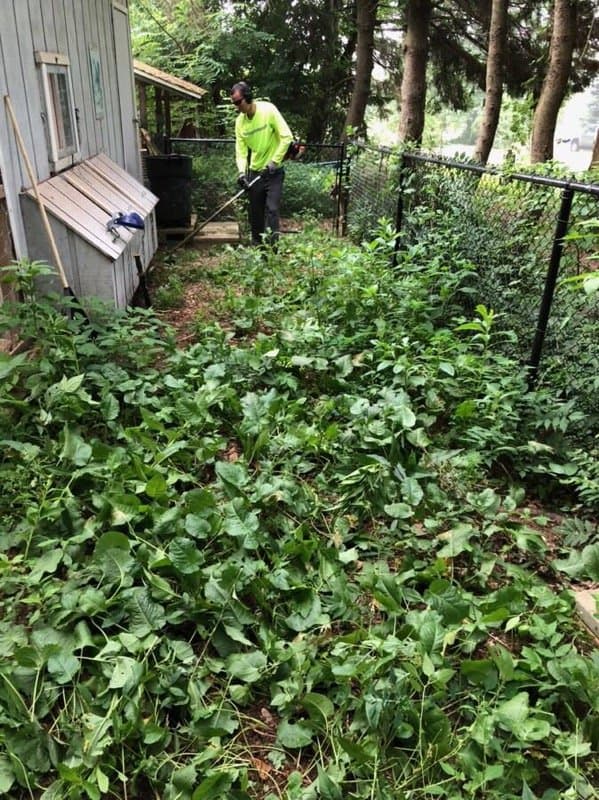 A crew member using a string trimmer in tall weeds beside a shed and a chain-link fence.
